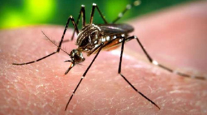 dengue cases